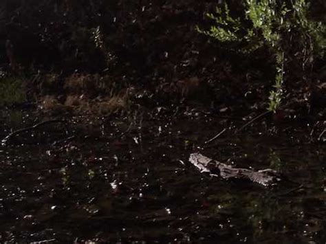 Nude Alexandra Bokova Mermaid Down Video Best Sexy Scene HeroEro Tube