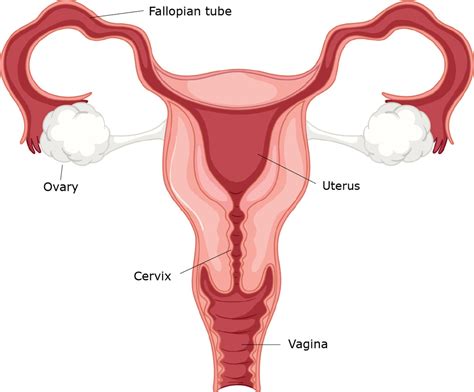 Anterior View Of Female Reproductive System Chapter 22 Diagram Quizlet