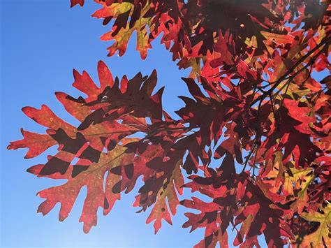 The Science Of Autumn Leaf Peeping Season Explained The Almanac