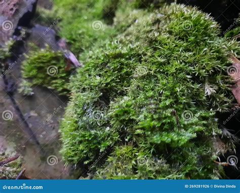 Very Beautiful Moss That Grows On Trees Stock Photo Image Of Grows