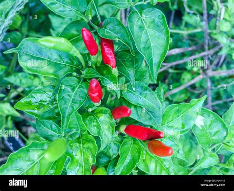 Red Hot Chillies On The Tree Stock Photo Alamy