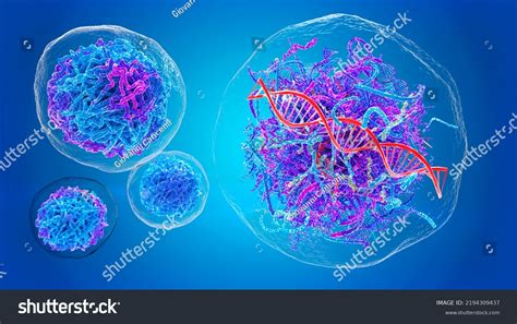 Healthy Human Cell Malignant Cancer Cell Stock Illustration 2194309437 Shutterstock