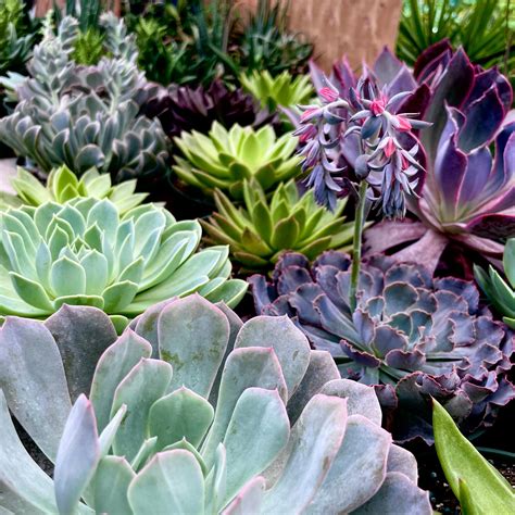 driftwood garden center estero 4