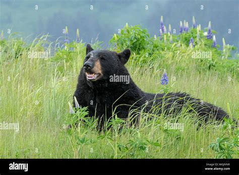 North America United States Alaska Kenai Peninsula Wildlife