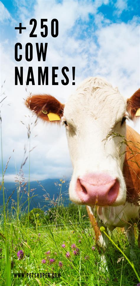 Cow Names ? +250? Cute ? Traditional Ideas | PetShoper