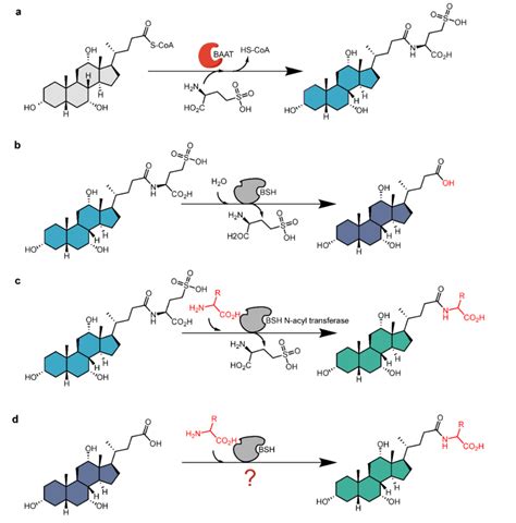 Amidation And Deamidation Reactions Of Bile Acids A Bile