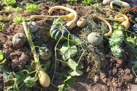 Acorn Squash Stages Of Growth Understanding The Growth Process