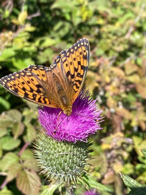 Photo Dark Green Fritillary Speyeria Aglaja Observation Org