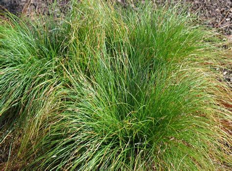 sedge grass varieties  plant   garden