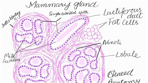 Let S Learn To Draw Histology Diagram Of Mammary Gland YouTube