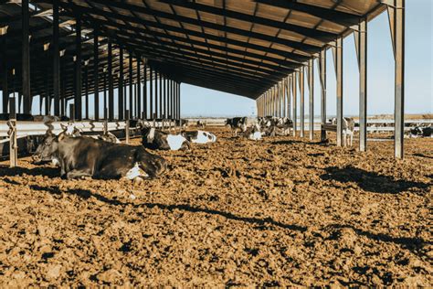 Compost Barn Saiba Como Aplic Lo Na Sua Fazenda Schemaq