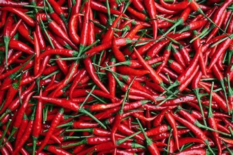 Thai Hot Chili Pepper Seeds Thai Hot Pepper Thai Large Chili Etsy