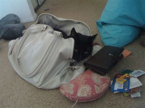 Кошки, выбирающие самые неподходящие места, чтобы прилечь