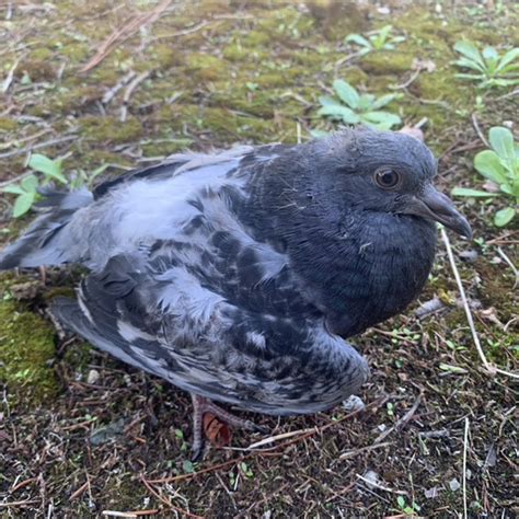 Stream Wake Yo Ass Up Its Time To Go Beast Mode Mp By Clarinetto Listen Online For Free On