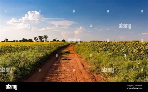 Small Scale Sunflower Seed Farm In The Highveld Region Of South Africa