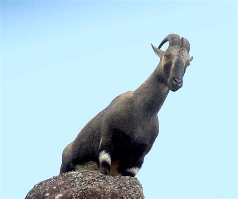 Download Animal Goat Hd Wallpaper
