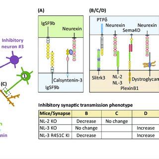 Schematic showing the domain structures of inhibitory synapse ...