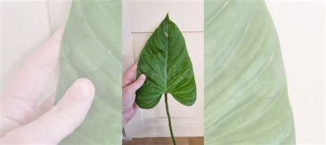 Филодендрон купить в Москве | Товары для дома и дачи | Авито