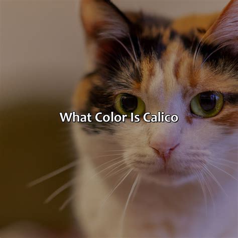 calico coat color    due   robert leverett blog
