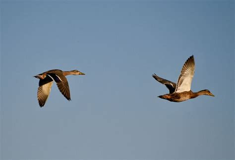 A Pair of Ducks in Flight | Smithsonian Photo Contest | Smithsonian ...