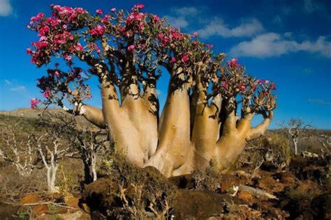 Socotra Aventura In Insula Socotra Extreme Travel