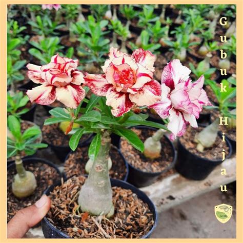 Адениум - фото и картинки: 65 штук