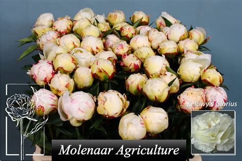 Kelway's Glorious Peony - Miller Agriculture Peonies