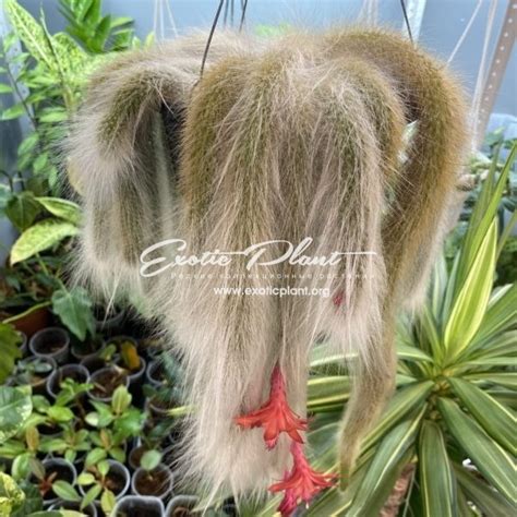 Hildewintera colademononis - exoticplantshop.org