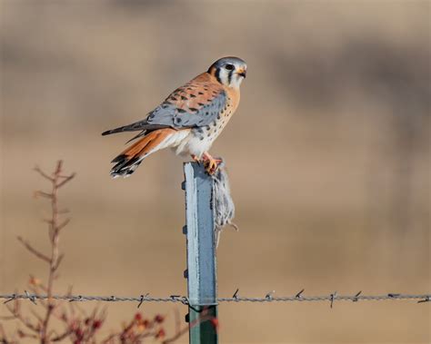 American Kestrel Male Vs Female