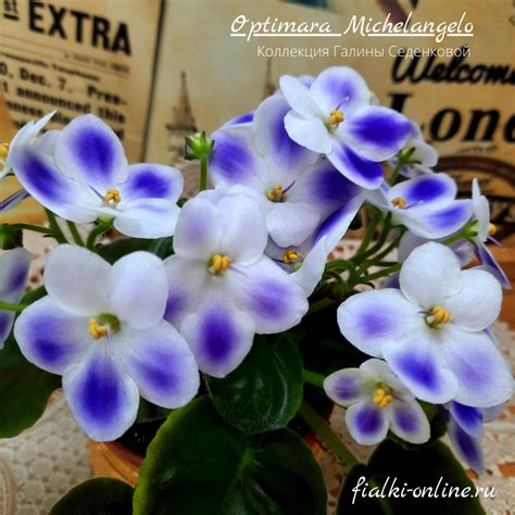 Optimara Michelangelo> фото и описание сорта > Фиалки online