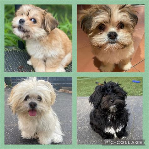 Shih Tzu Dog Breed Profile Shih Tzu Dog Breed