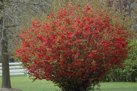 Quince Dwarf Riches The Site Gardener