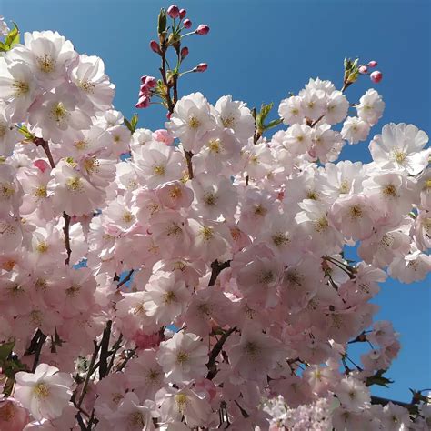 Zierkirsche Accolade Prunus Accolade Zulauf Gartencenter