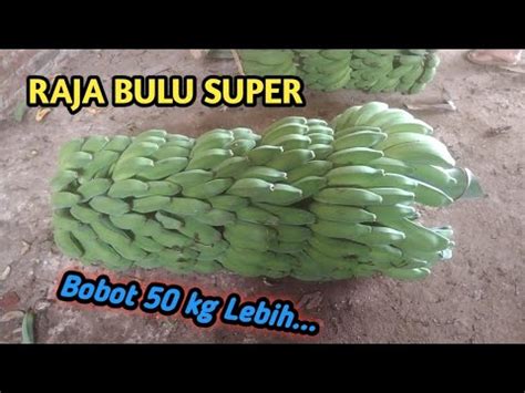 Panen PISANG RAJA BULU SUPER Part 8 YouTube