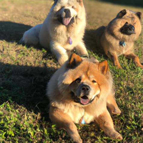 chow chow mix  perfect blend  love  loyalty