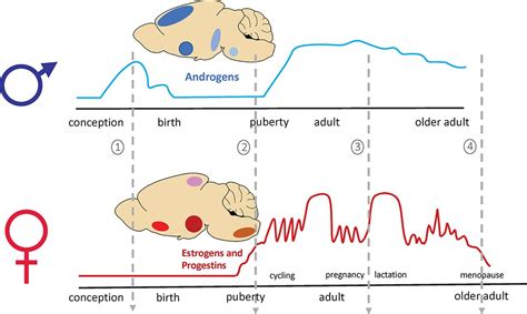 Why And How To Account For Sex And Gender In Brain And Behavioral