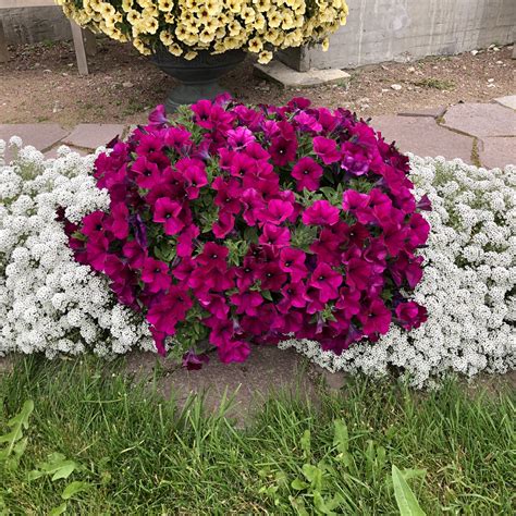 Петуния Capella