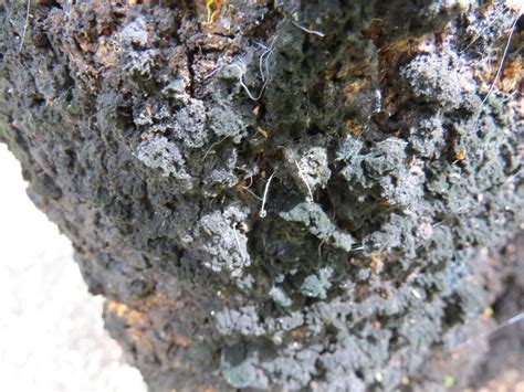 Anal Tubes Humphries Dam Picton Martin Wilson Flickr