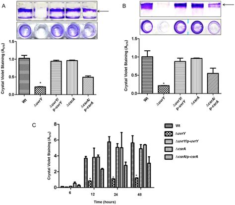 Crystal Violet Staining Was Performed To Assess Air Liquid Biofilm