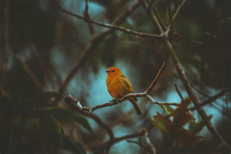 Robin Photos, Download The BEST Free Robin Stock Photos & HD Images