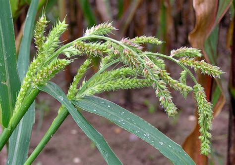 Agronomy Weeds Plants And Seeds Flashcards Quizlet