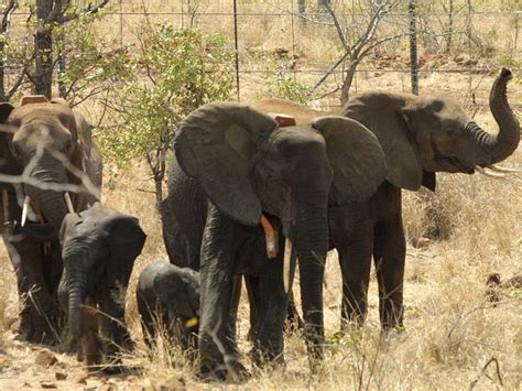 Niet Eerder Zo Veel Neushoorns Gestroopt In Namibi Als Vorig Jaar