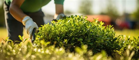 Professional landscaper trimming shrub with garden scissors Background