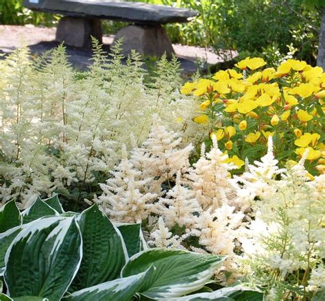 Астильба — манящий блеск. Посадка, выращивание и уход. Фото. — Ботаничка