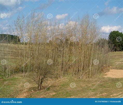 Naked Aspen Grove Stock Photo Image Of Landscape Sunny