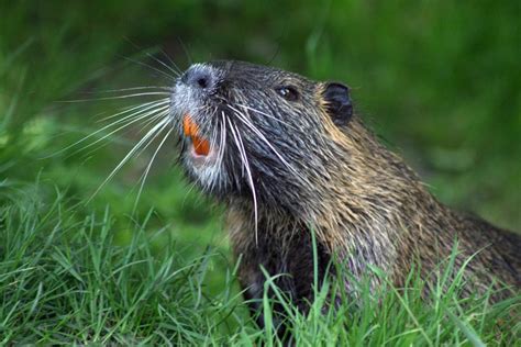 Wood You Believe It? Beaver’s Remarkable Teeth for Building Ecosystems • Tomorrow's Earth Stewards