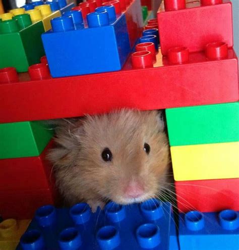Lego Hamster House Hamster House Hamster Diy Building