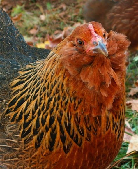 Bielefelder Chicken Breed And What You Need To Know Artofit