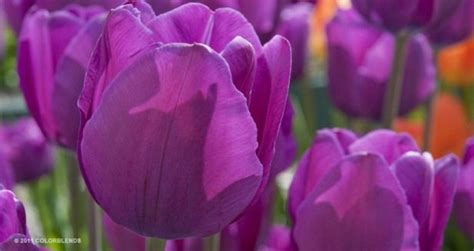 A Photograph Of The The Spring Flowering Tulip Bulbs Cultivar Best Purple Colorblends 18