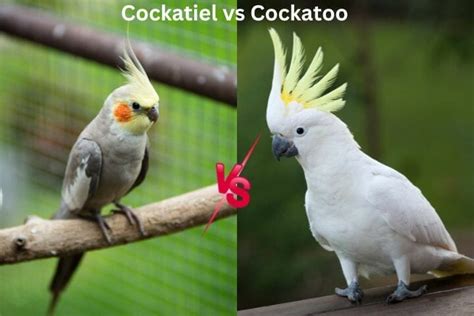 Cockatiel Cockatoo Identification Differences Similarities Atelier